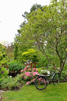 Bicycle in front of flowerbed with flowering rhododendron