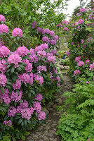 Flowering rhododendron on garden path
