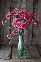 Pink Dianthus flowers