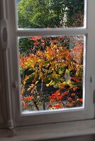 View of tree with colourful autumn leaves through window