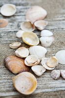 Seashells and sand on weathered wooden planks