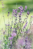Blühender Lavendel im Garten