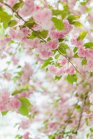 Rosa Frühlingsblüten am Baum