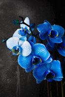 Blue orchids in front of grey wall