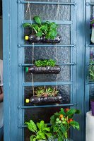 DIY: Plastikflaschen als dekorative Pflanzenhalter