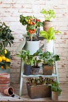 Potted vegetable plants on setpladder