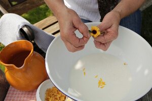 Plucking marigold petals for natural beauty treatment