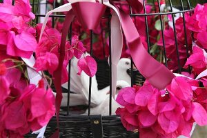White doves in cage decorated with bougainvillea for wedding celebration