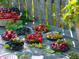 Beerenvielfalt in kleinen Kuchenformen: Brombeeren, Himbeeren, rote und schwarze Johannisbeeren, rote und grüne Stachelbeeren
