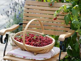 Korb mit frisch gepflückten Himbeeren auf Gartenstuhl