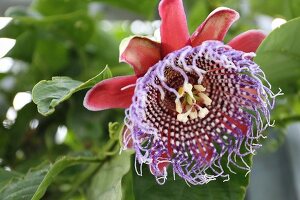 Passion flower