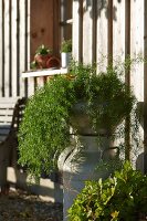 Foliage plant on top of old milk churn outside wooden house in autumn sunshine