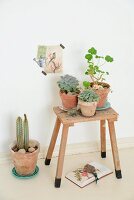 Potted succulents on rustic wooden stool below vintage postcard stuck on wall
