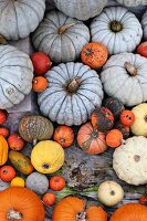 Various ornamental gourds and edible pumpkins on wooden surface
