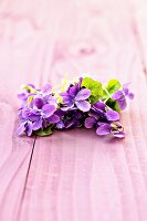 Sweet violets on pink wooden surface