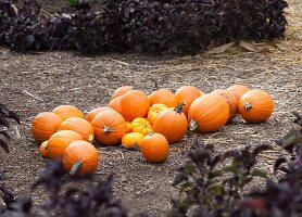 Various pumpkins arranged in garden