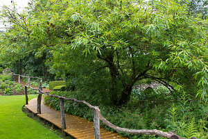 Wooden walkway next to a lush tree in green garden