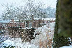 Snowy garden with ornamental grasses and trees in winter