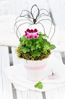 Geranium arranged with wire crown in white-painted terracotta pot