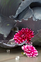 Silvery-grey red cabbage, glass prisms and red-and-white dahlias