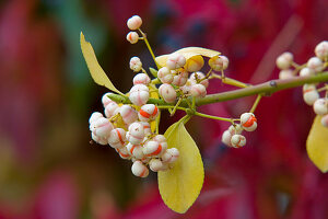 Euonymus fortunei 'Coloratus' (climbing spindle)