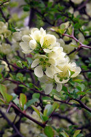 Chaenomeles 'Nivalis' (Zierquitte)