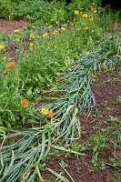 Garlic laid flat before harvest, with calendula in row behind