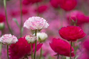 Ranunculus asiaticus' Pink Picotee' white with pink margin and magenta
