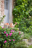 les JARDINS De Roquelin, Loire Valley, FRANCE: A Vintage WATERING CAN On THE15TH CENTURY FARMHOUSE STEPS with ROSE 'Roseraie De L'Hay'