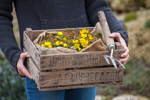 Girl HOLDING WOODEN Box with ACONITES - ERANTHIS hyemalis