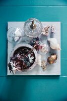 Succulents, pop bottle and sea shells on marble tile