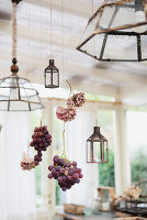 Weintrauben und Hortensienblüten hängen zwischen Lampen