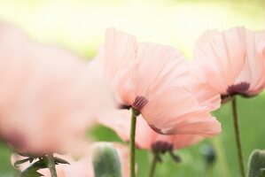 Delicate pale pink poppy