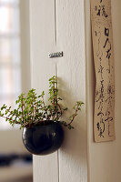 Houseplant in pot hung on interior wall