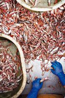 Freshly caught Norway lobsters being sorted on the fishing boat 'Avel an Heol', France