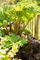 Rhubarb plant in vegetable patch