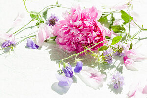 Rosa Pfingstrose und lilafarbene Wickenblüten
