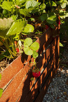 Ripe and Unripe Strawberries Hanging From Vines in Raised Bed