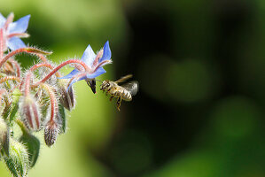 Honigbiene im Anflug auf Borretsch-Blüte