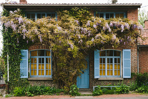 Wisteria growing on façade of brick house with blue shutters