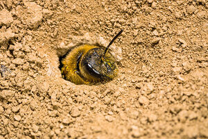 Wild Bee digging nest, Halictus scabiosae, Peloponnese, Greece