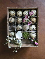 Quail's eggs with spring flowers