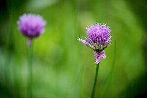 Schnittlauchblüten im Feld