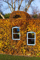 Autumn beech hedge with window (Kreislehrgarten, Steinfurt, Germany)