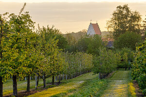 Obstanbau (Kreislehrgarten, Steinfurt, Deutschland)