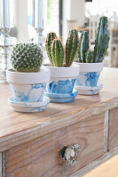 Cacti in white-and-blue painted pots