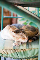 Sleeping cat on a chair