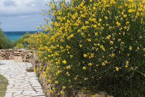 Blossoming Salzmann's gorse in Sardinia