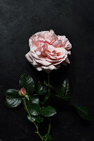 Rose blossom and bud