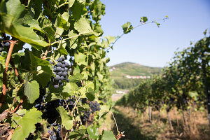 Red wine grapes on a vine, vineyards in Schengen, Luxembourg